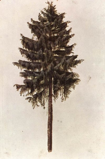 Picea abies árvore de Albrecht Dürer